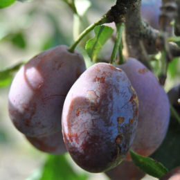 Prunier 'd'Ente', Pruneau d'Agen / Prunus domestica d'Ente